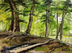 Green Summer Woods / 绿夏的树林